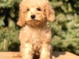 Babyface Maltıpoo Yavrumuz