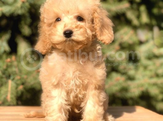Babyface Maltıpoo Yavrumuz görsel