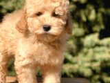 Miniatür Poodle Yavrumuz