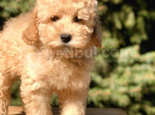 Miniatür Poodle Yavrumuz görsel