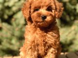 Red toy Poodle yavrumuz