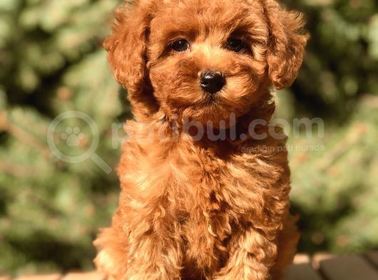 Red Toy Poodle Yavrumuz