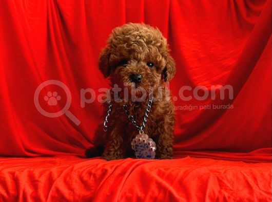 Çi̇kolata Tadindatoy Poodle Yavrulari görsel