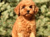 Tr Nin En Özel Toy Poodle Yavruları