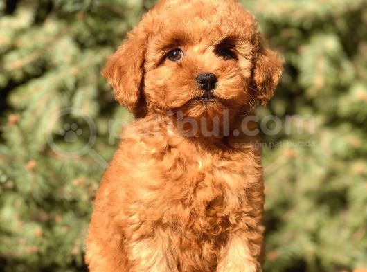 Tr Nin En Özel Toy Poodle Yavruları görsel