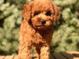 Red Toy Poodle Yavrumuz