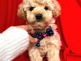 Tatli Tadinda Malti̇poo Yavrulari