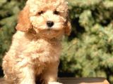 Miniatür Poodle yavrumuz
