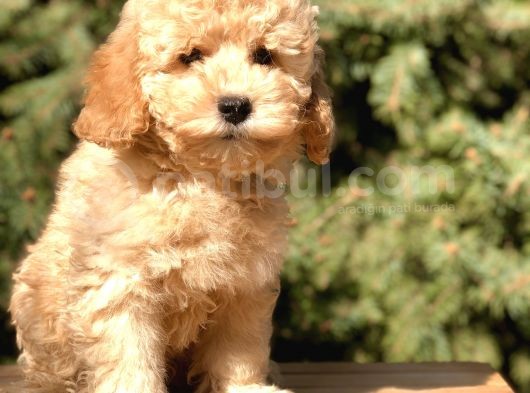 Miniatür Poodle Yavrumuz