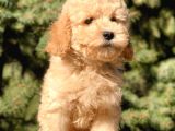 Miniatür Poodle Yavrumuz