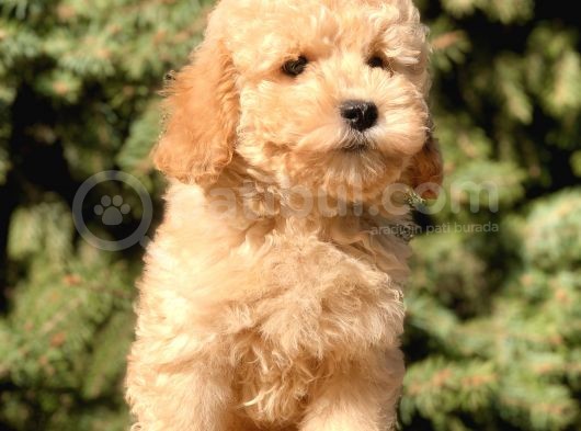 Miniatür Poodle Yavrumuz görsel