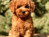 Red Toy Poodle Yavrumuz
