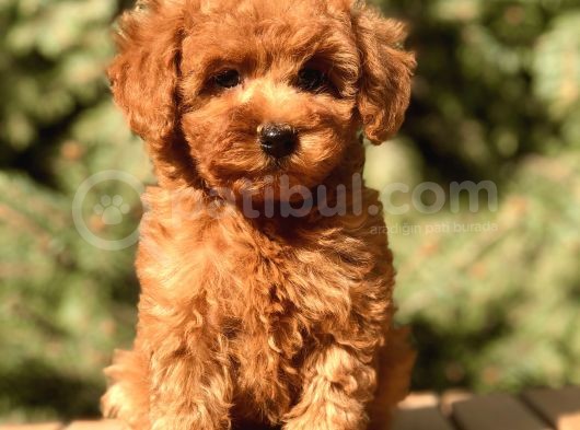Red Toy Poodle Yavrumuz görsel