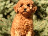 Tr Nin En Özel Toy Poodle Yavruları