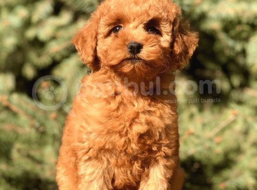 Tr Nin En Özel Toy Poodle Yavruları görsel
