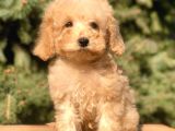 Babyface Maltıpoo yavrumuz