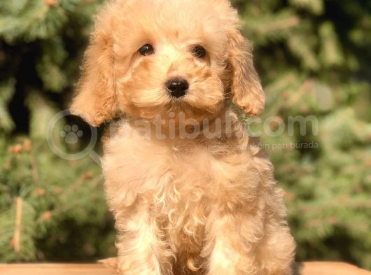Babyface Maltıpoo Yavrumuz