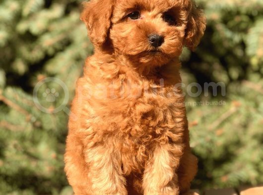 Tr Nin En Özel Toy Poodle Yavruları görsel