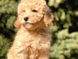 Miniatür Poodle Yavrumuz