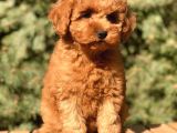 Tr nin En özel Toy Poodle yavruları