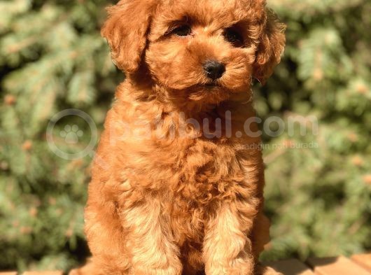 Tr Nin En Özel Toy Poodle Yavruları