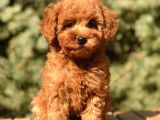 Red Toy Poodle Yavrumuz