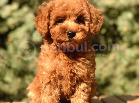 Red Toy Poodle Yavrumuz görsel