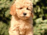 Miniatür Poodle Yavrumuz