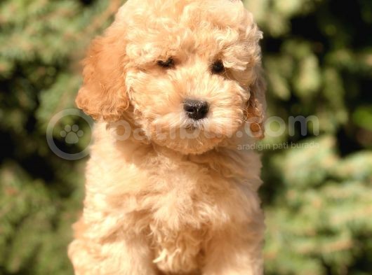 Miniatür Poodle Yavrumuz görsel