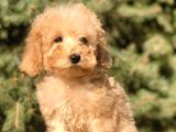 Babyface Maltıpoo Yavrumuz
