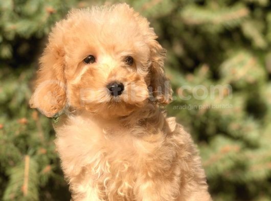 Babyface Maltıpoo Yavrumuz görsel