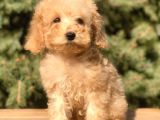 Babyface Maltıpoo Yavrumuz