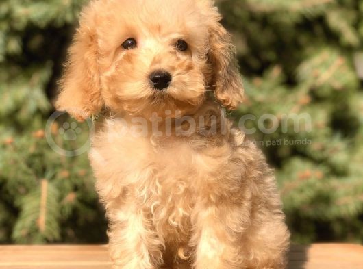 Babyface Maltıpoo Yavrumuz görsel