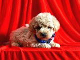 Tatli Tadinda Malti̇poo Yavrulari