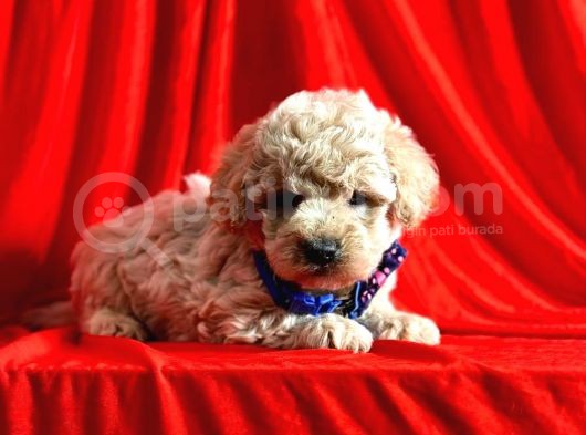 Tatli Tadinda Malti̇poo Yavrulari görsel