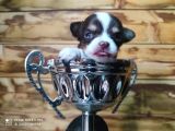 Safkan Teacup Şivava