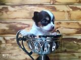 SAFKAN teacup Şivava