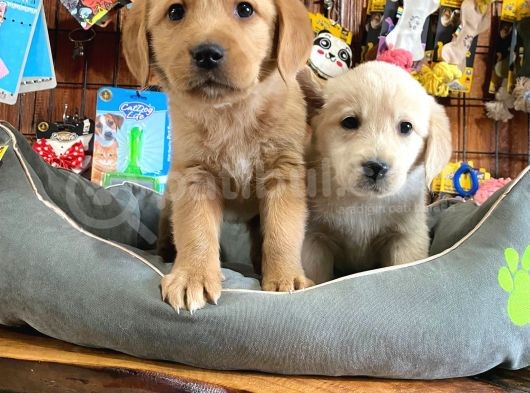 Golden Retriever Babyface Irk Garanti̇li̇ görsel
