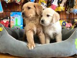 Golden Retriever Babyface Irk Garanti̇li̇