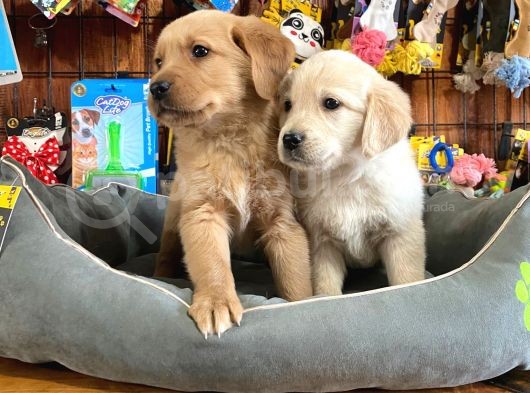 Golden Retriever Babyface Irk Garanti̇li̇ görsel