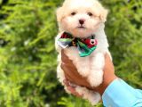 0 Maltese Terri̇er Çocuklarimiz