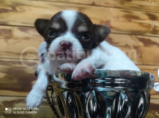 Safkan Teacup Şivava görsel