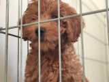 Muhteşem Toy Poodle A Scr Li̇