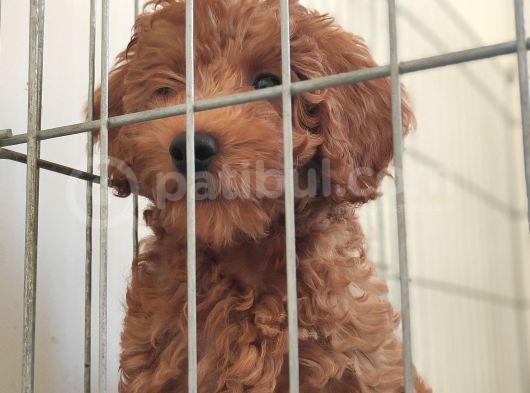 Muhteşem Toy Poodle A Scr Li̇ görsel