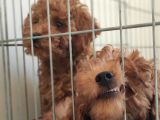 Muhteşem Toy Poodle A Scr Li̇