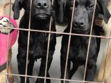 Labrador Retri̇ever Irk Garanti̇li̇ Tesli̇m