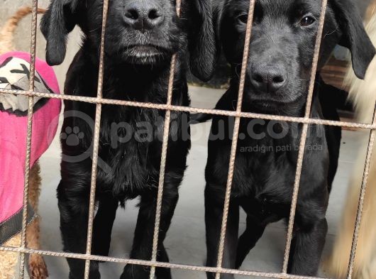 Labrador Retri̇ever Irk Garanti̇li̇ Tesli̇m görsel