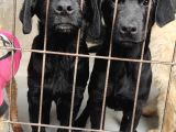 Labrador Retri̇ever Irk Garanti̇li̇ Tesli̇m