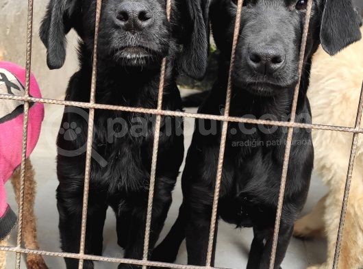 Labrador Retri̇ever Irk Garanti̇li̇ Tesli̇m görsel