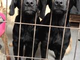 Labrador Retri̇ever Irk Garanti̇li̇ Tesli̇m
